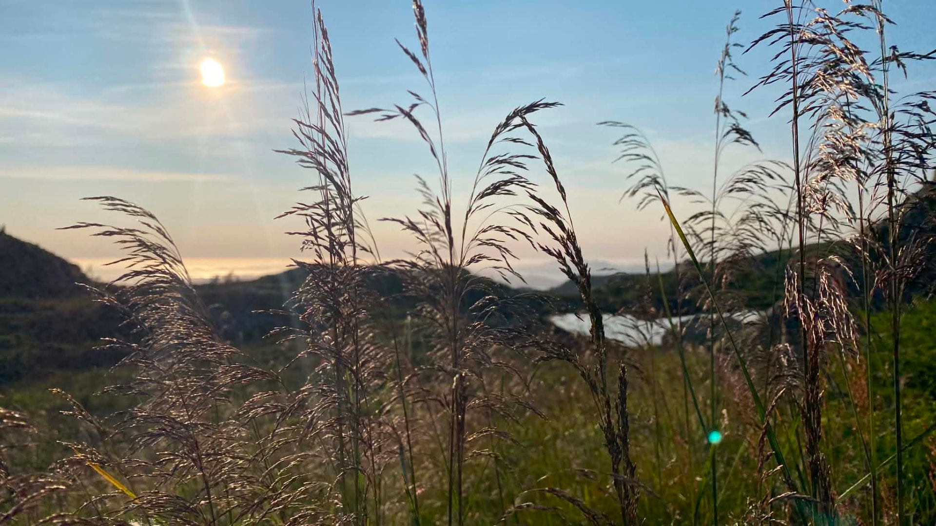 Tall grass in the evening sunlight with a calm sky and water in the distance